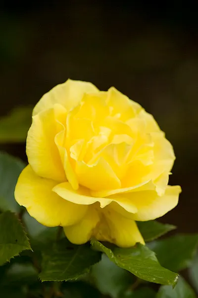Japanese Kerria (Kerria Japonica) — making it an excellent choice for foundation plantings; shrub with yellow blooms, image 86