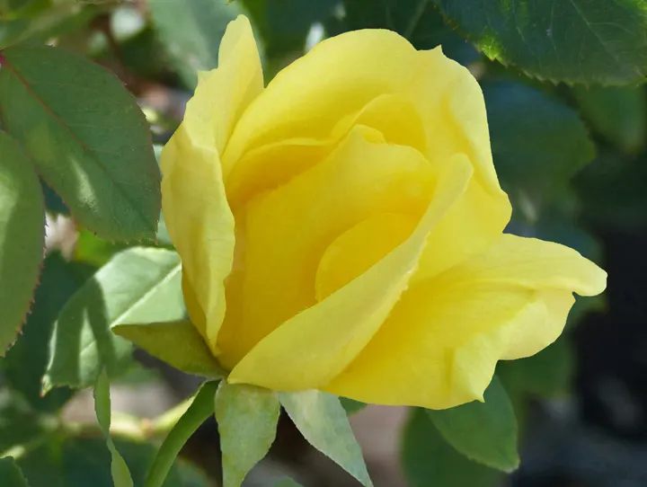 Japanese Kerria (Kerria Japonica) — the Kerria japonica necessitates regular watering; it thrives optimally in part shade to full sun exposures