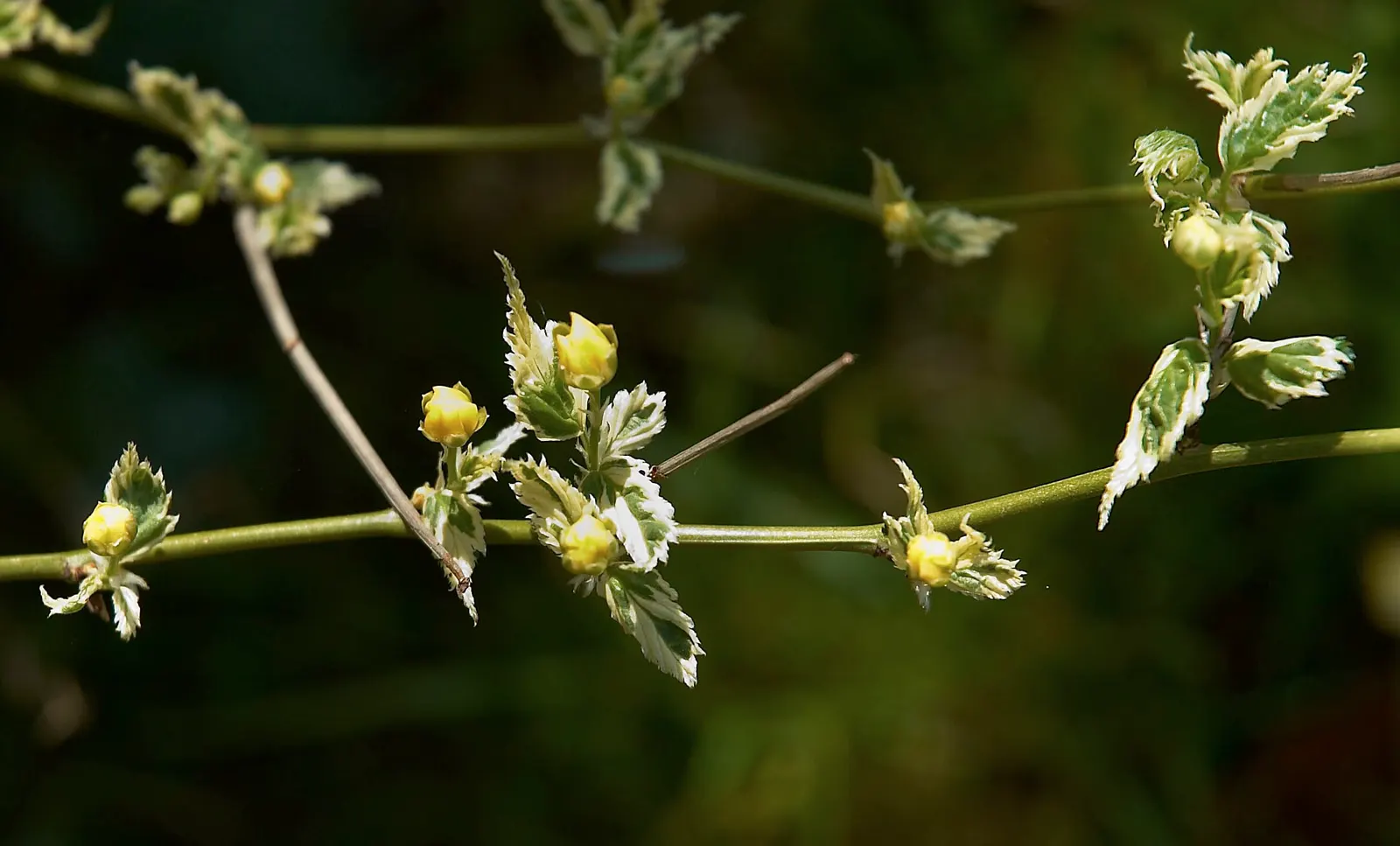 Japanese Kerria (Kerria Japonica) — also fondly referred to as the Easter Rose or Jew's Mallow; yellow flowers in the garden, image 55