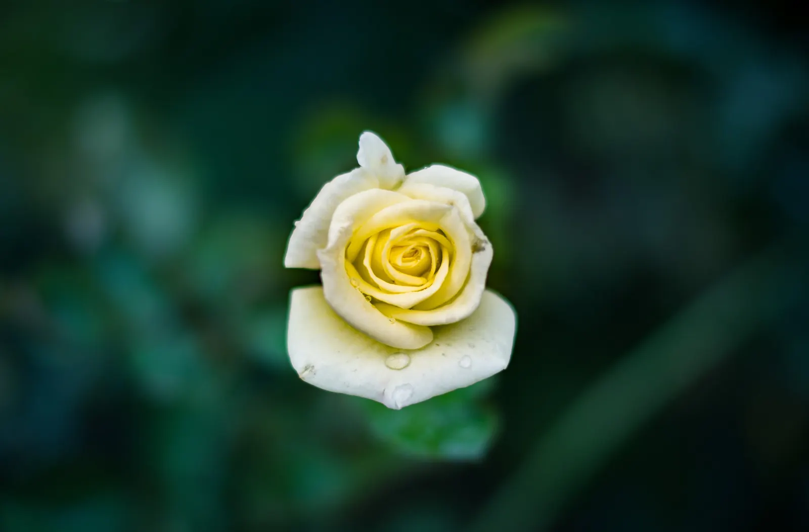Japanese Kerria (Kerria Japonica) — it benefits from light pruning to remove old wood and encourage new growth; arching stems and profuse spring flowers