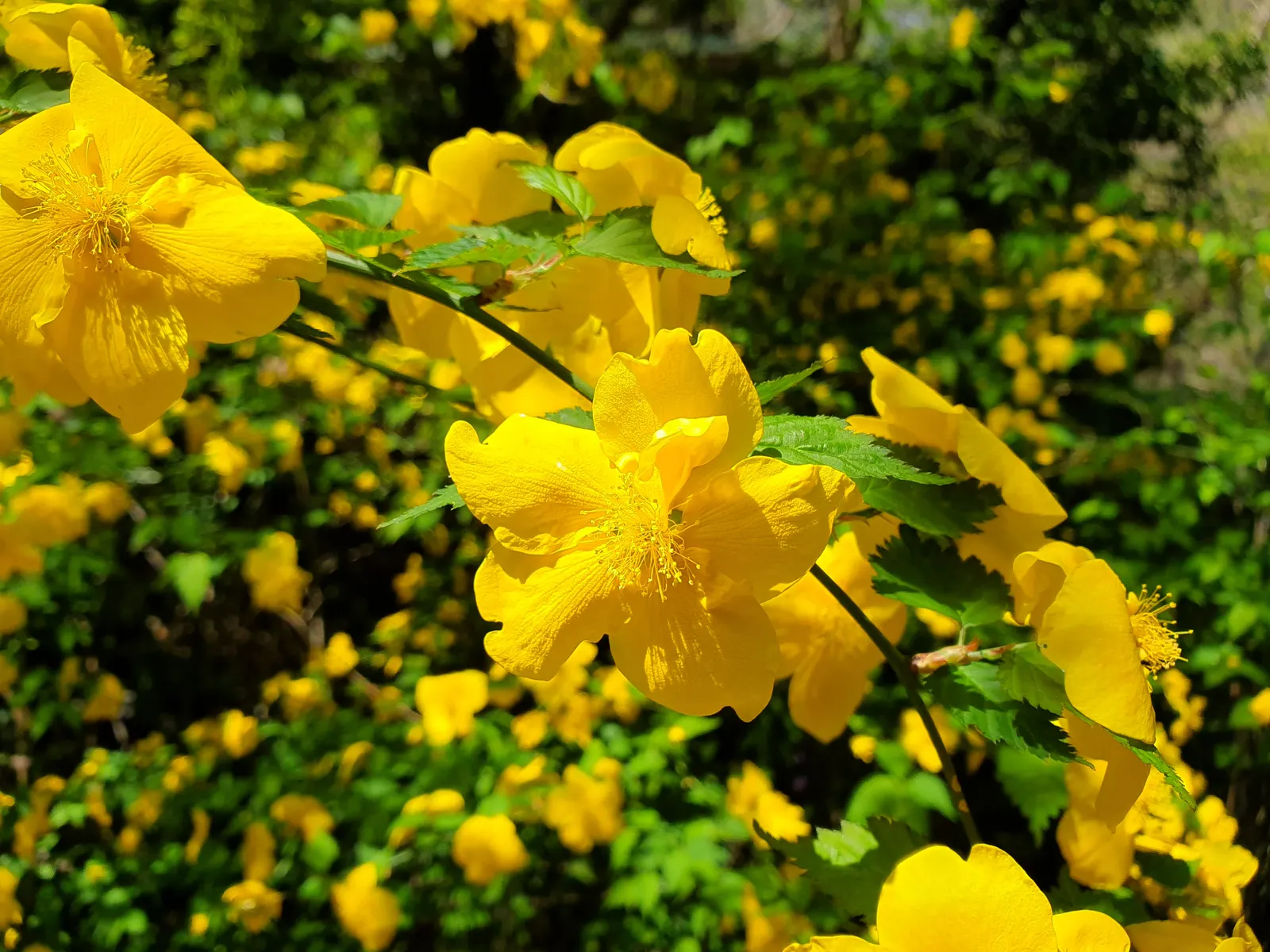 Japanese Kerria (Kerria Japonica) — the Kerria japonica necessitates regular watering; it thrives optimally in part shade to full sun exposures, image 88
