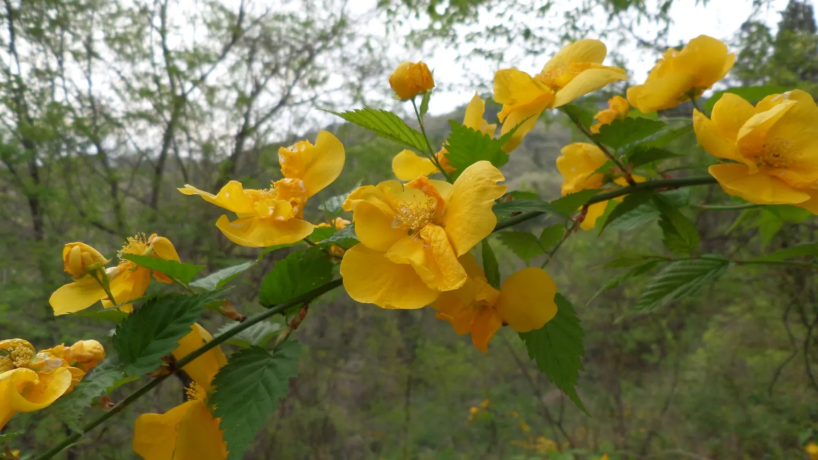 Japanese Kerria (Kerria Japonica) — it benefits from light pruning to remove old wood and encourage new growth; arching stems and profuse spring, image 91
