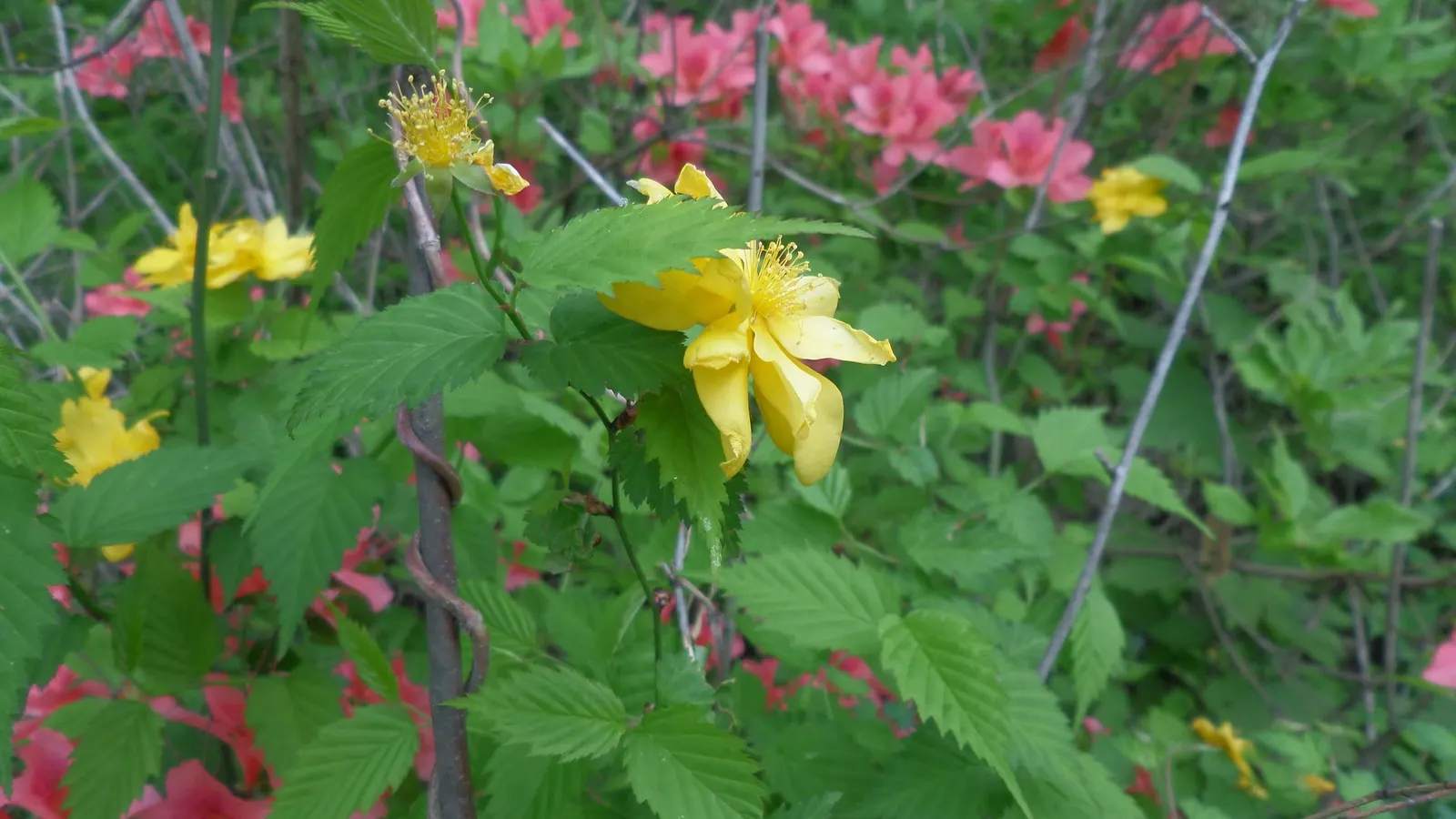 Japanese Kerria (Kerria Japonica) — or even as an informal hedge; the Japanese Kerria (Kerria japonica), image 87