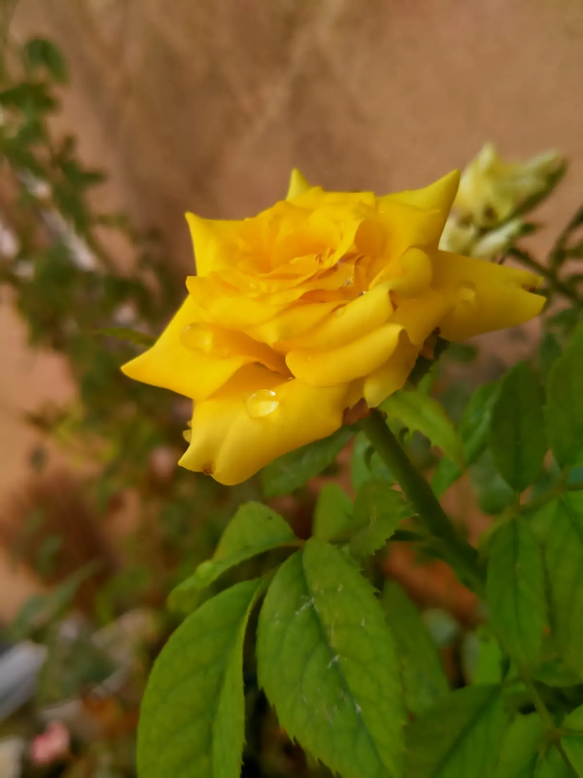 Japanese Kerria (Kerria Japonica) — It prefers well-drained soil and can gracefully handle occasional wet conditions; though it's able to withstand, image 51