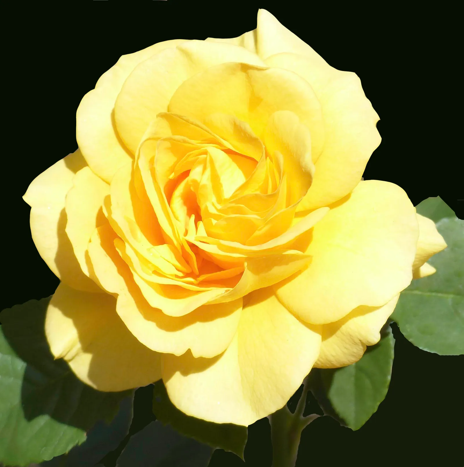 Japanese Kerria (Kerria Japonica) — Hardy in USDA zones 4 to 9; this deciduous shrub is celebrated for its distinctive green