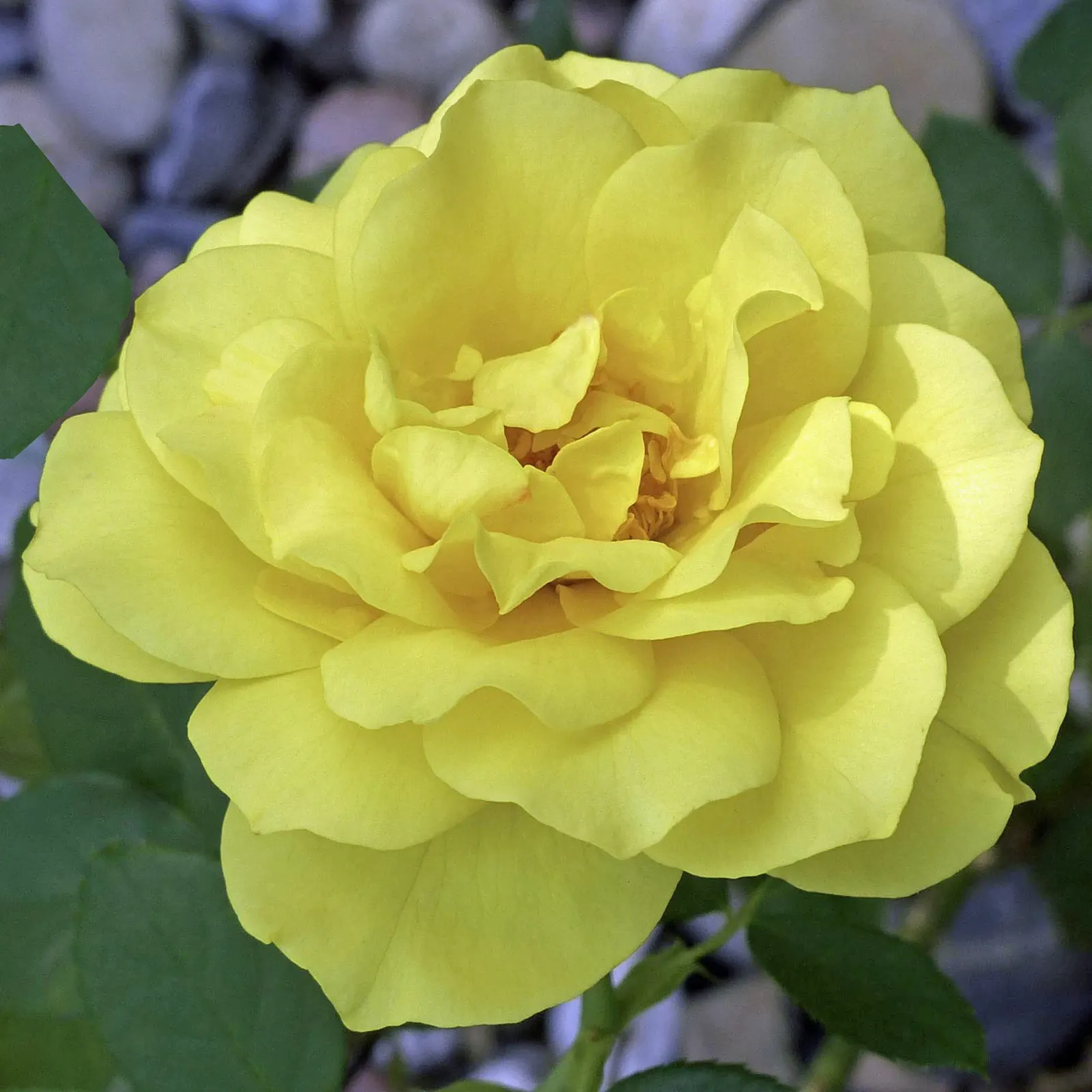 Japanese Kerria (Kerria Japonica) — making it an excellent choice for foundation plantings; shrub with yellow blooms