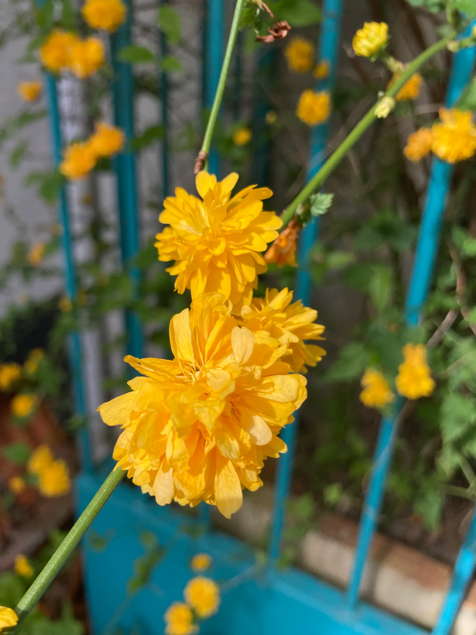 Japanese Kerria (Kerria Japonica) — The Japanese Kerria (Kerria japonica); or even as an informal hedge, image 54