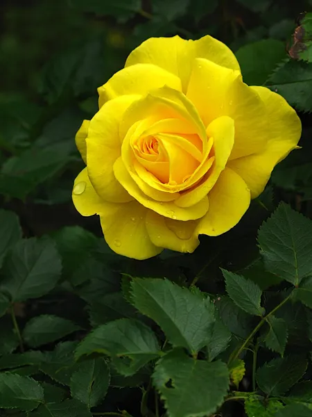 Japanese Kerria (Kerria Japonica) — yellow flowers in the garden; also fondly referred to as the Easter Rose or Jew's Mallow
