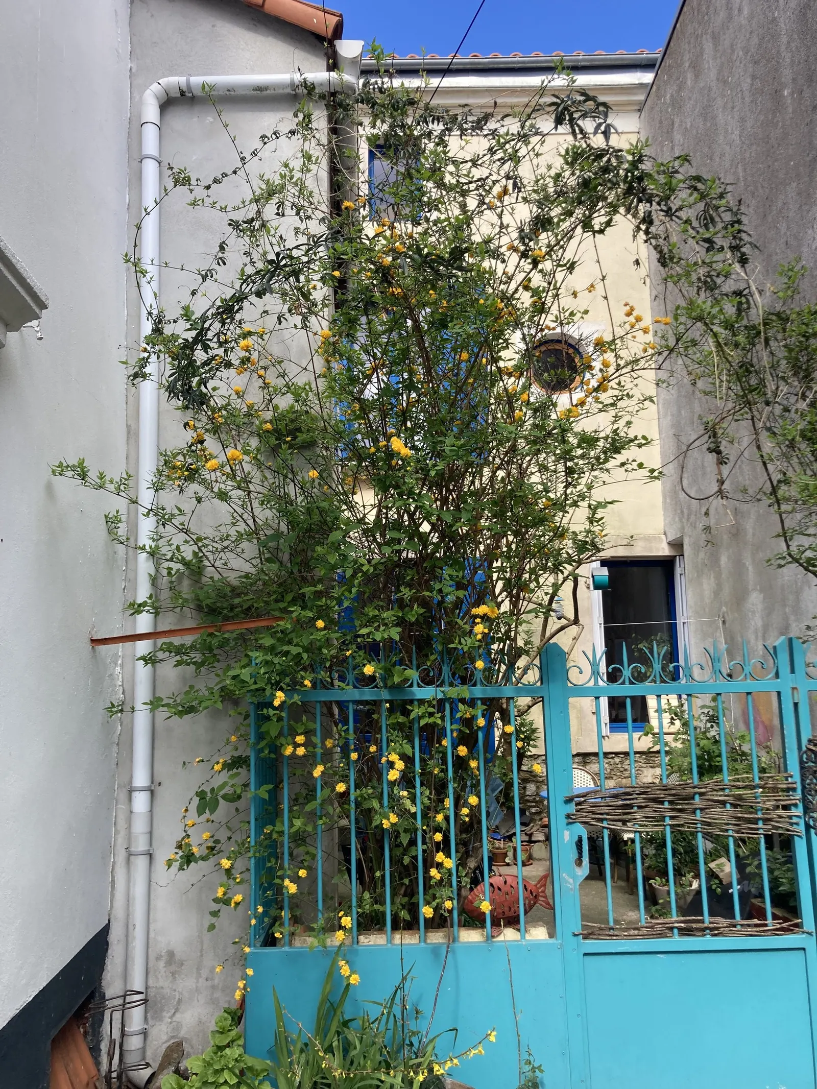 Japanese Kerria (Kerria Japonica) — introduces a touch of effervescent charm to any landscape with its vibrant yellow blooms; ideal for mass, image 56
