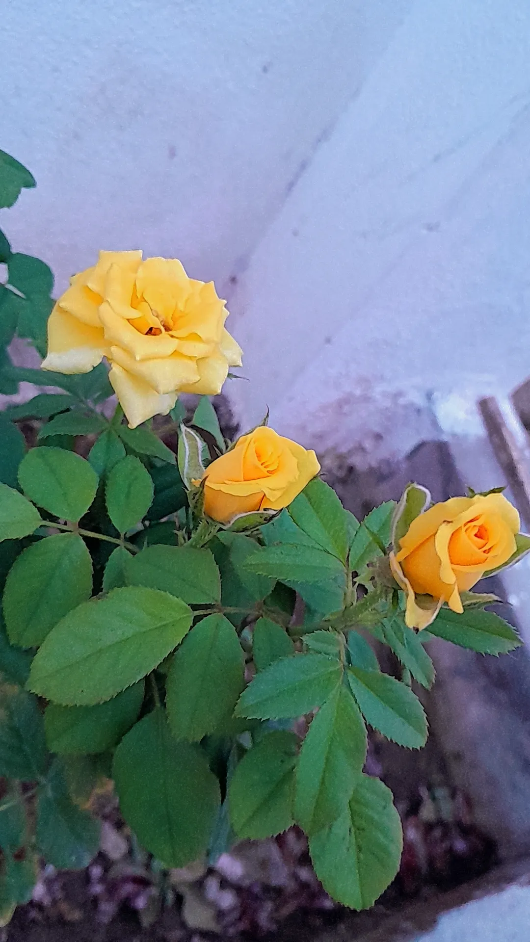 Japanese Kerria (Kerria Japonica) — particularly in extreme heat; ensuring the shrub remains dense and compact