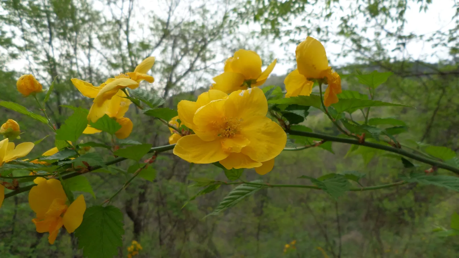 Japanese Kerria (Kerria Japonica) — It prefers well-drained soil and can gracefully handle occasional wet conditions