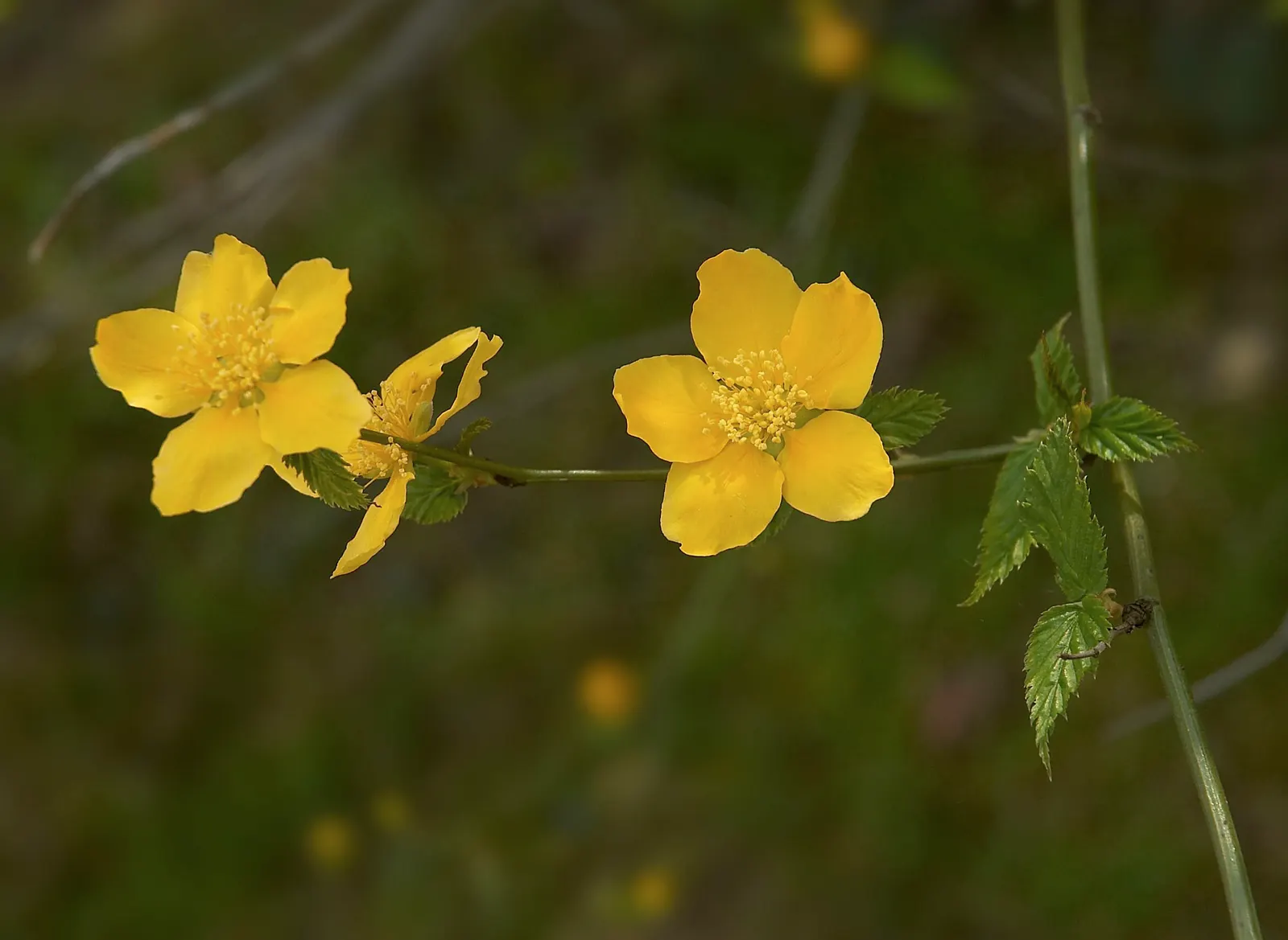 Japanese Kerria (Kerria Japonica) — arching stems and profuse spring flowers; it benefits from light pruning to remove old wood and encourage new, image 58