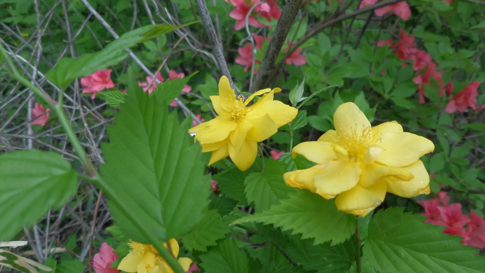 Japanese Kerria (Kerria Japonica) — This deciduous shrub grows up to 5-8 feet tall and wide, thriving in partial shade to full sun