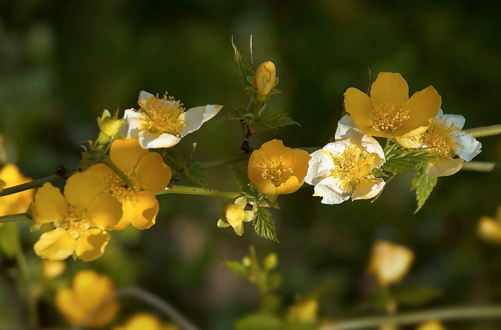 Japanese Kerria (Kerria Japonica) — it thrives optimally in part shade to full sun exposures; the Kerria japonica necessitates regular watering, image 85