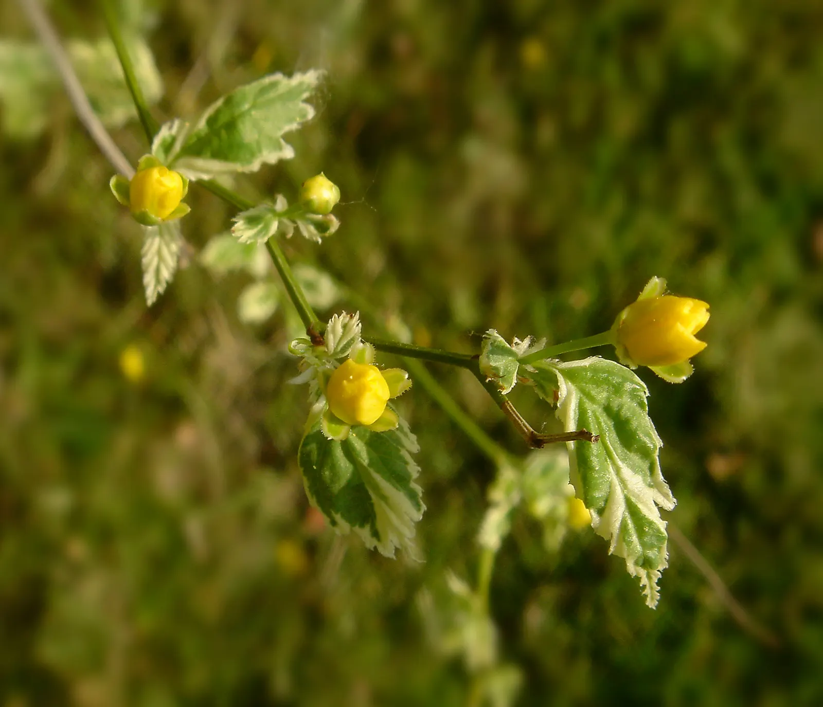 Japanese Kerria (Kerria Japonica) — Its green, slender stems stay attractive in winter, making it a year-round interest plant; stands out with its, image 52