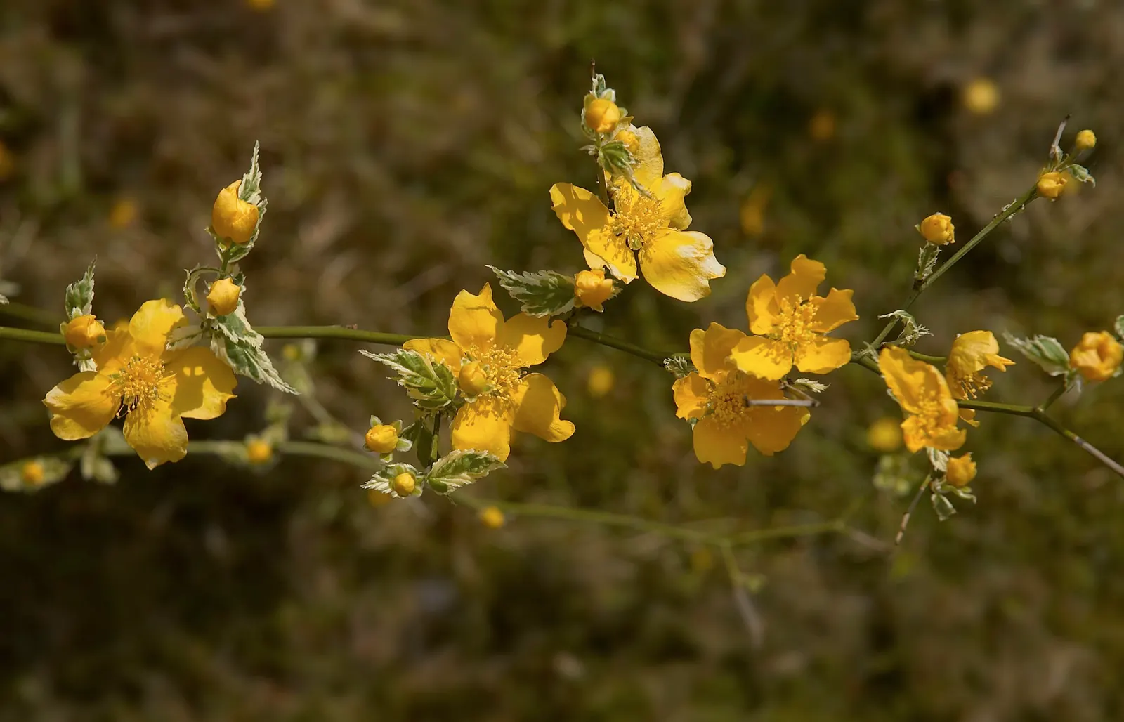 Japanese Kerria (Kerria Japonica) — Ideal for mass plantings and woodland garden backdrops; introduces a touch of effervescent charm to any, image 53
