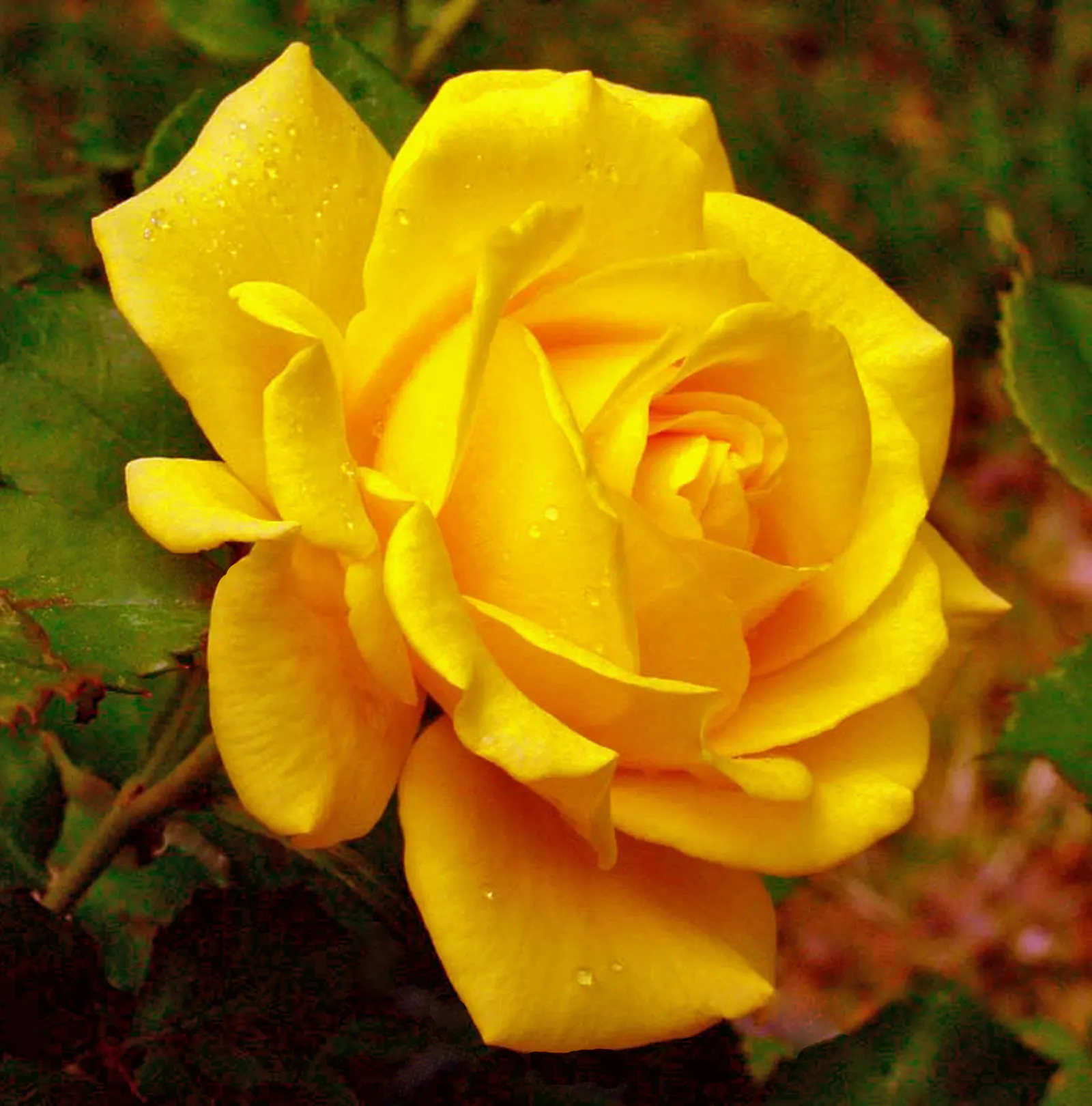 Japanese Kerria (Kerria Japonica) — shrub for half; it's virtually pest-free, though occasional issues with leaf spot may occur in humid conditions