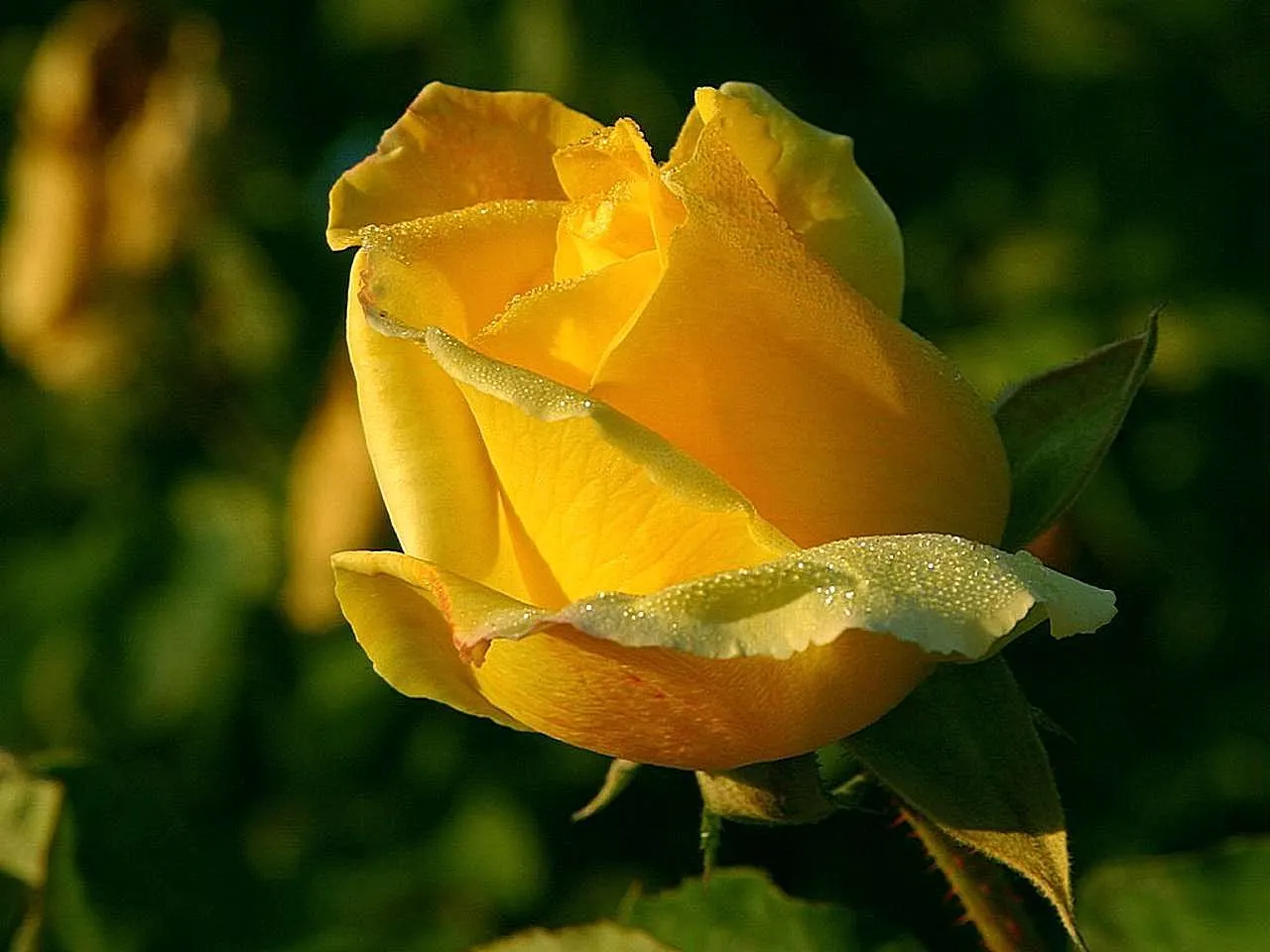 Japanese Kerria (Kerria Japonica) — It's virtually pest-free, though occasional issues with leaf spot may occur in humid conditions; shrub for half