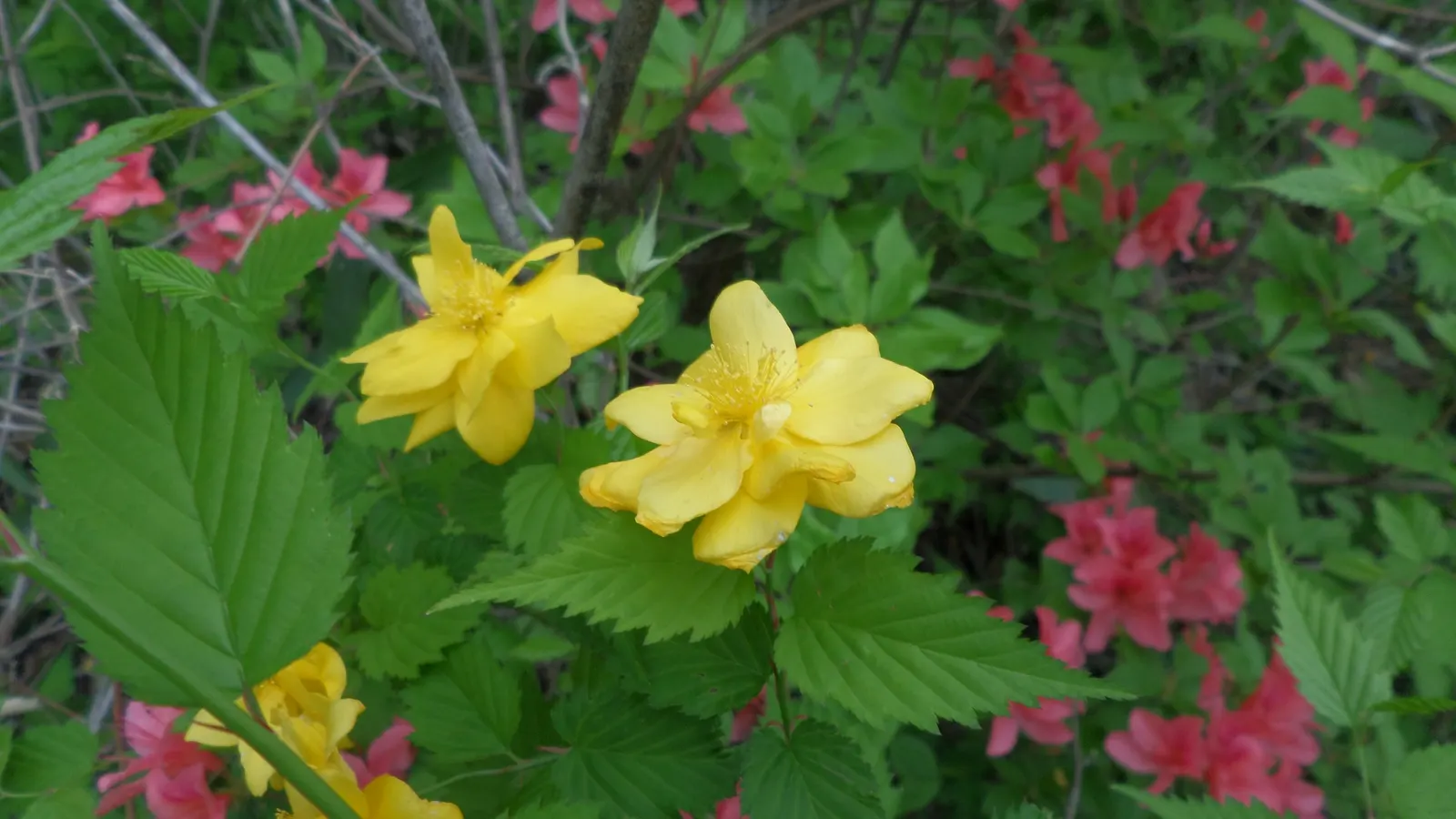 Japanese Kerria (Kerria Japonica) — ensuring the shrub remains dense and compact; particularly in extreme heat, image 92
