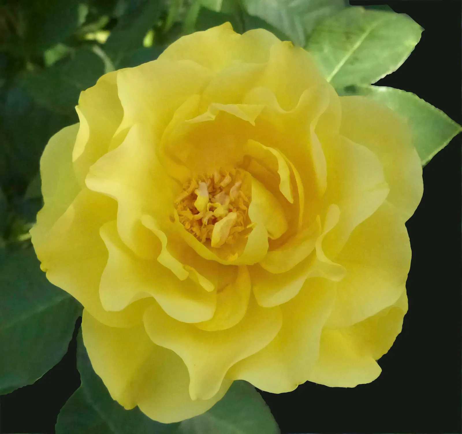 Japanese Kerria (Kerria Japonica) — or even as an informal hedge; the Japanese Kerria (Kerria japonica)