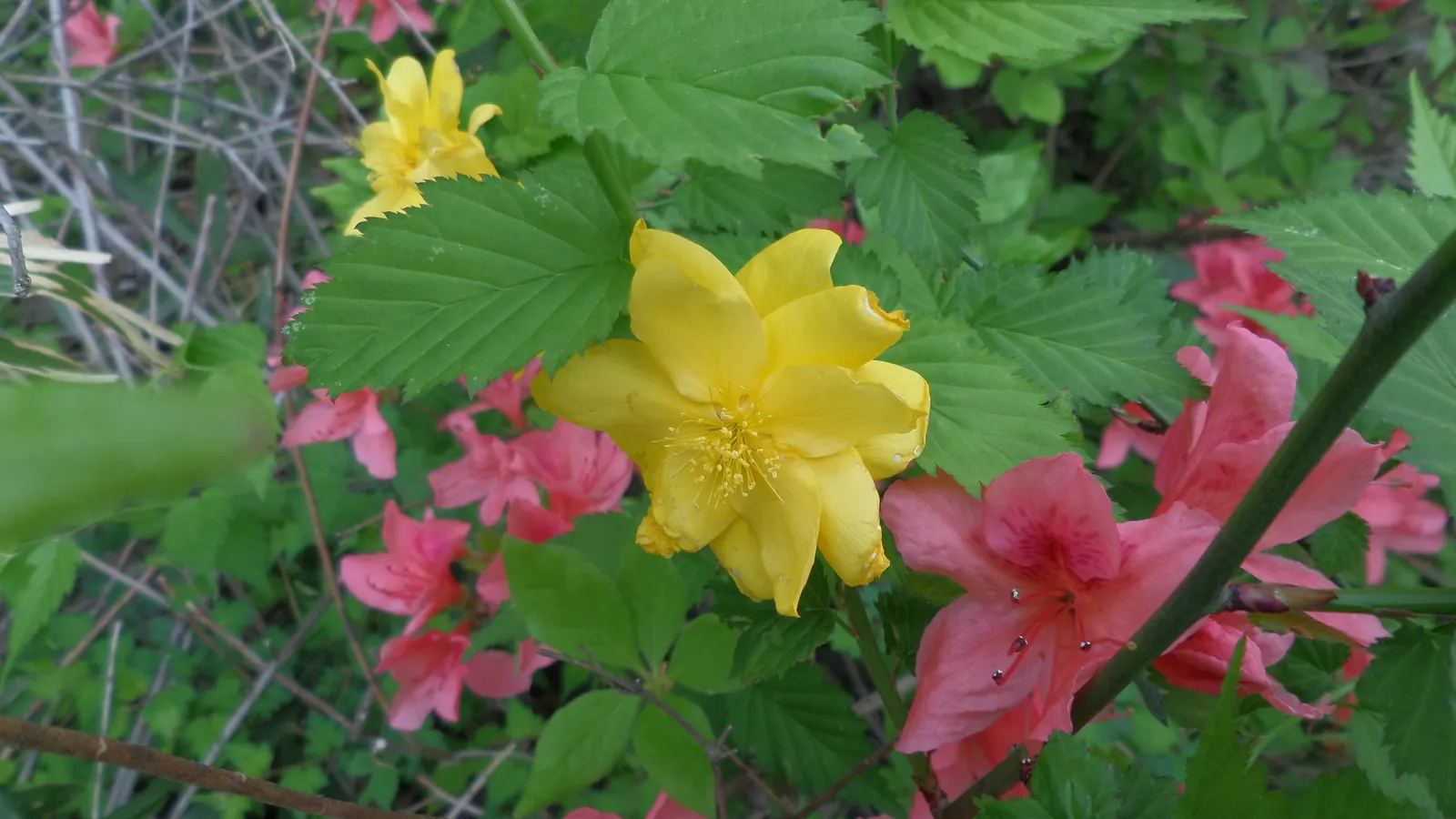Japanese Kerria (Kerria Japonica) — stands out with its vibrant yellow blooms resembling fluffy pom-poms