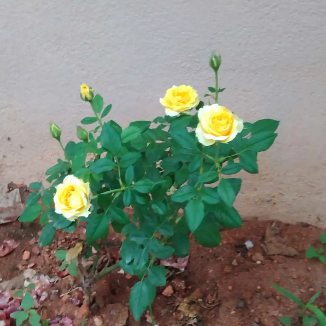 Japanese Kerria (Kerria Japonica) — This deciduous shrub grows up to 5-8 feet tall and wide, thriving in partial shade to full sun; which typically, image 50