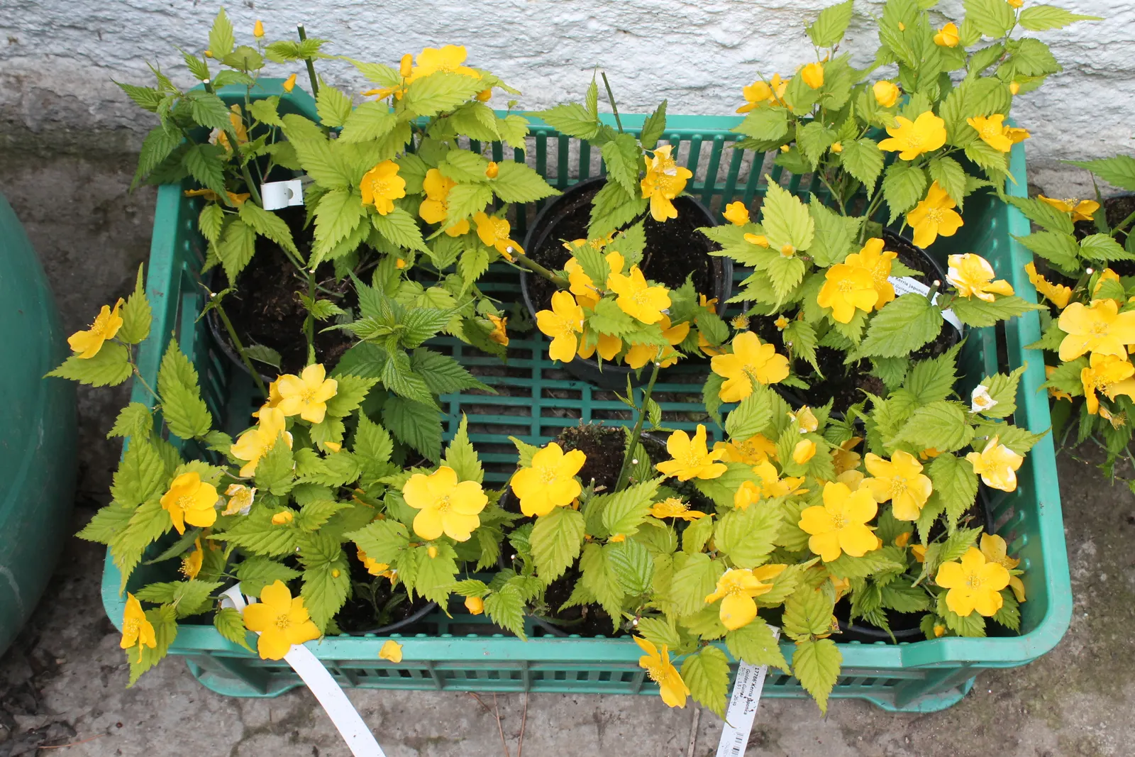 Japanese Kerria (Kerria Japonica) — shrub with yellow blooms; making it an excellent choice for foundation plantings