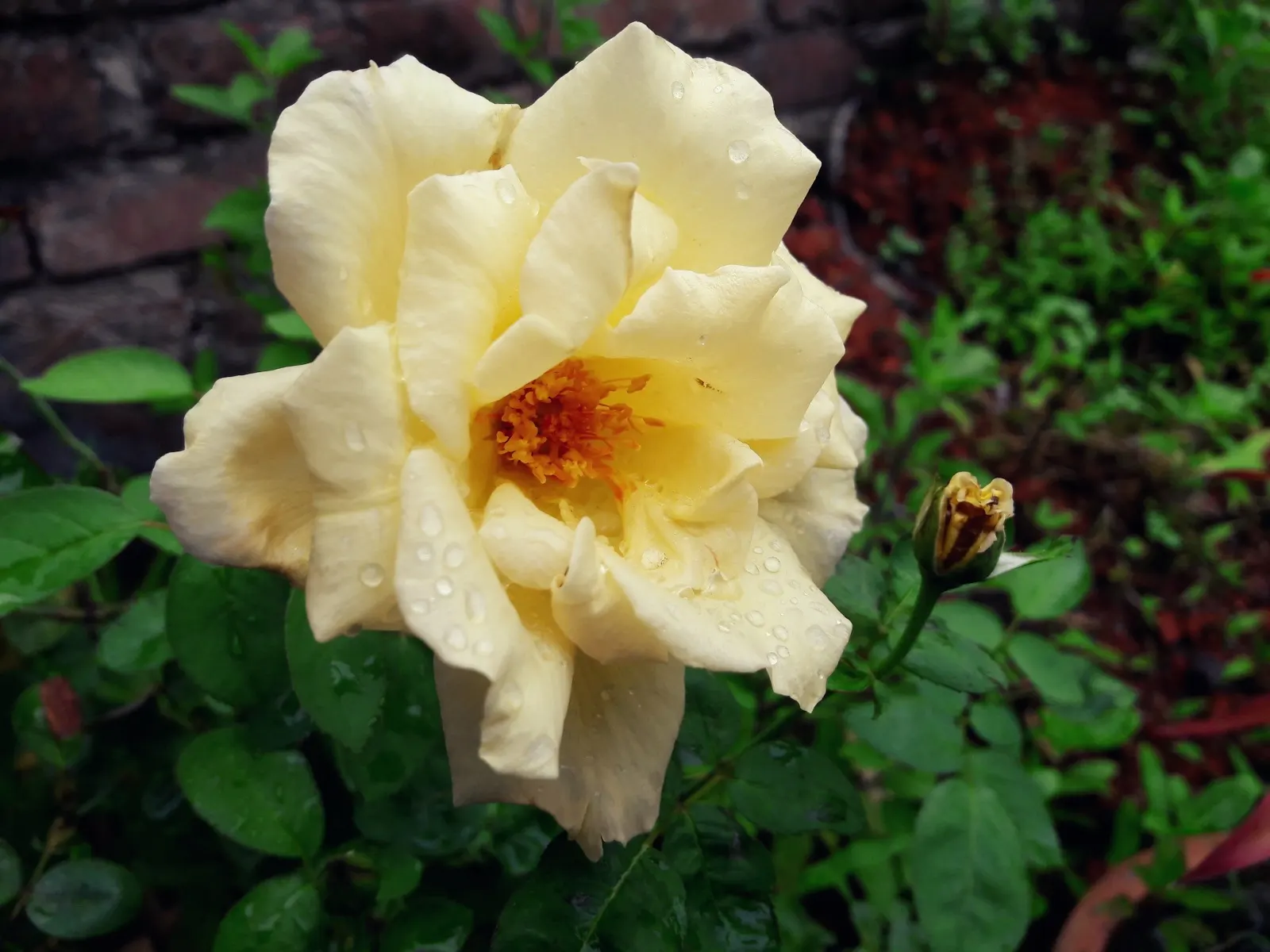 Japanese Kerria (Kerria Japonica) — stands out with its vibrant yellow blooms resembling fluffy pom-poms; its green, slender stems stay attractive, image 49