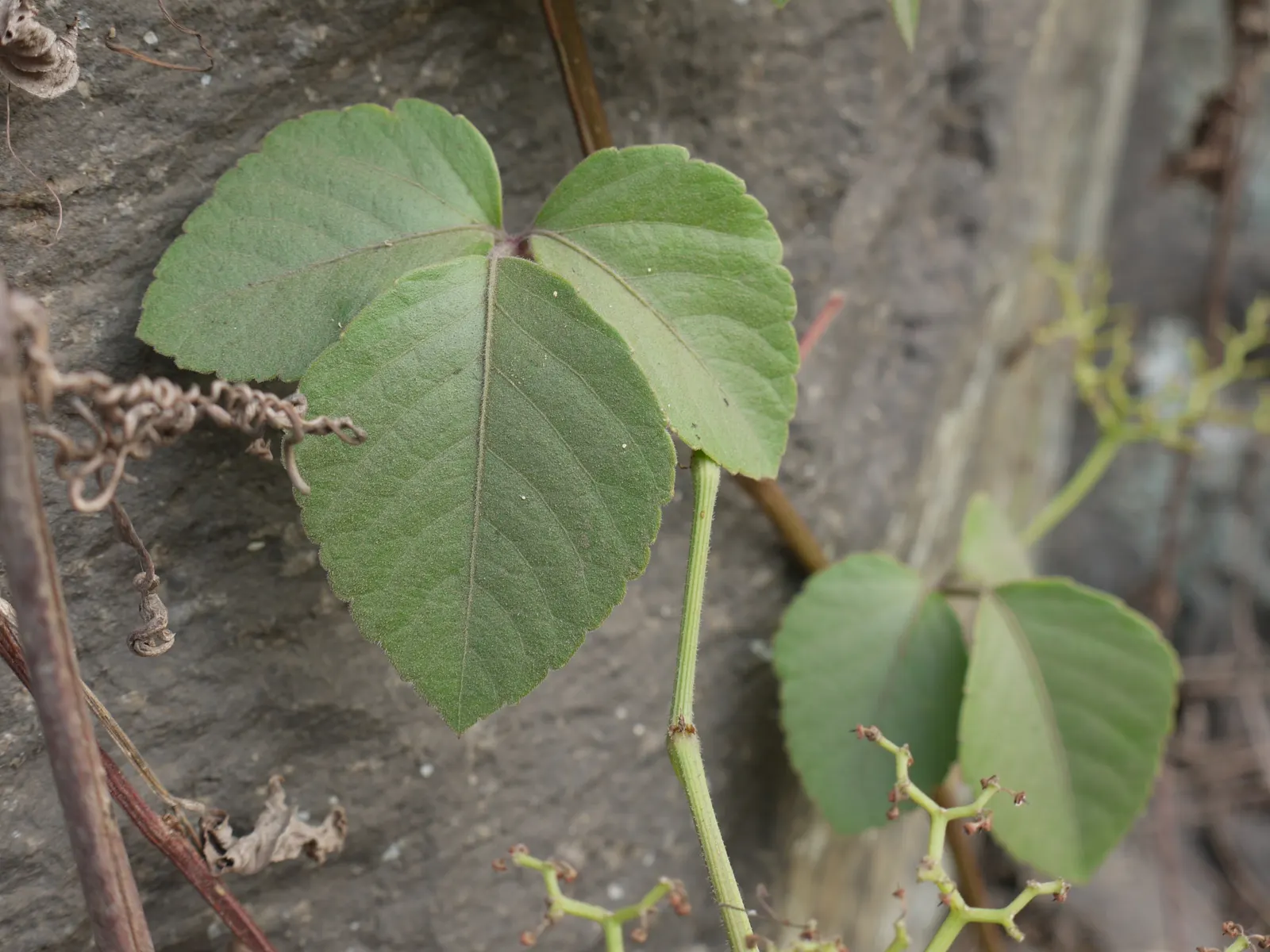 Grape Ivy (Cissus Rhombifolia) — resembling the shape of a grape leaf