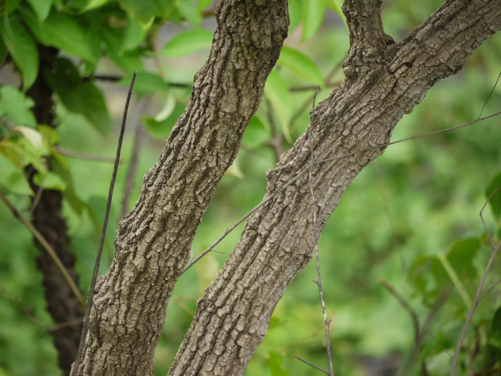 Grape Ivy (Cissus Rhombifolia) — due to its cascading growth habit.<br><br>For successful integration into a garden design; thriving in USDA hardiness zones 10