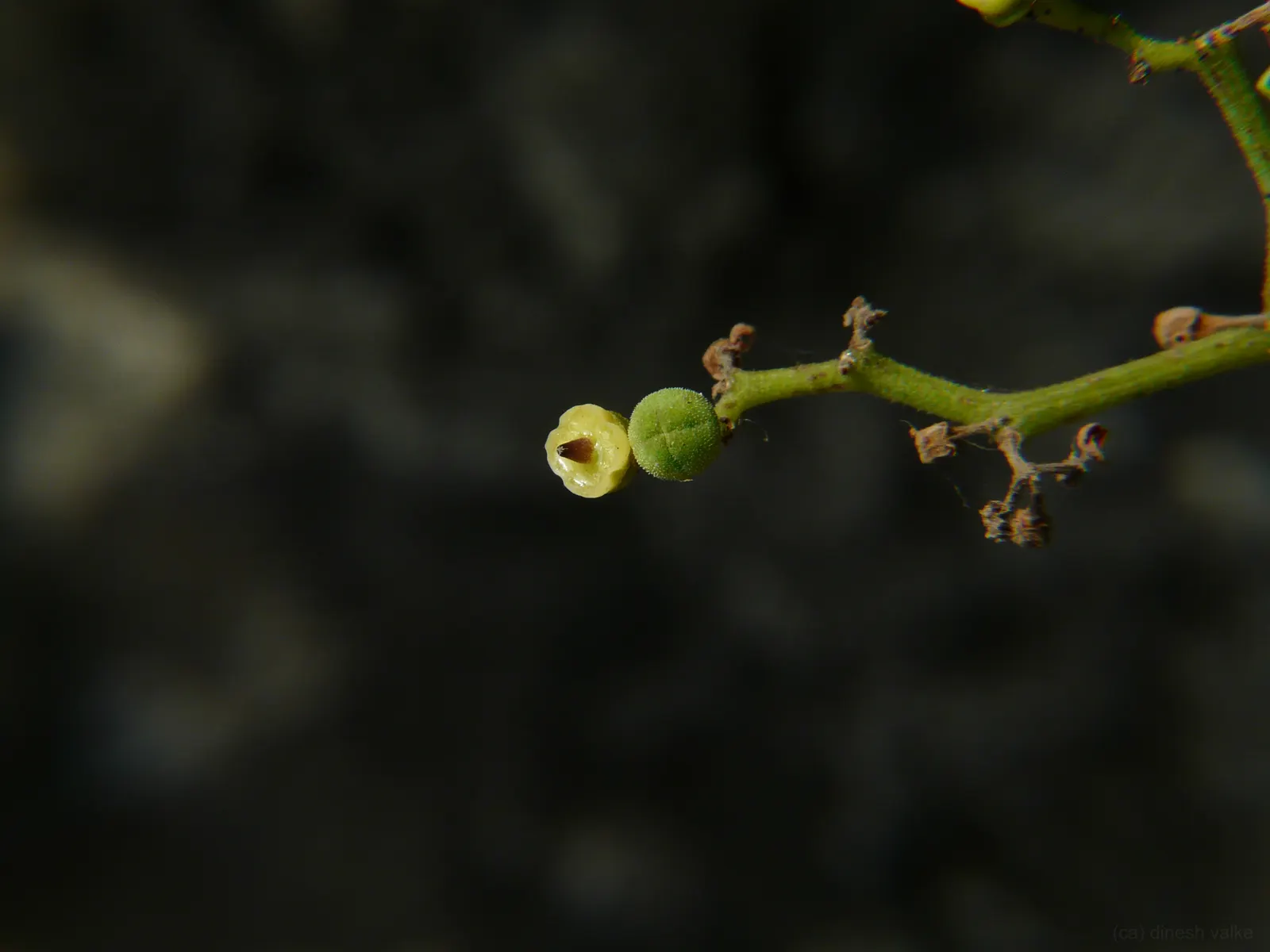 Grape Ivy (Cissus Rhombifolia) — Grape Ivy requires a well-draining soil medium and a position that offers bright; direct sunlight can scorch the leaves