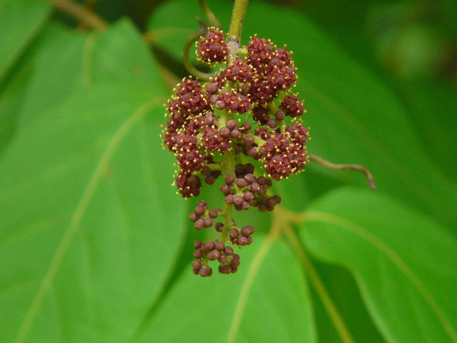 Grape Ivy (Cissus Rhombifolia) — reaching heights of up to 10 feet when conditions are optimal