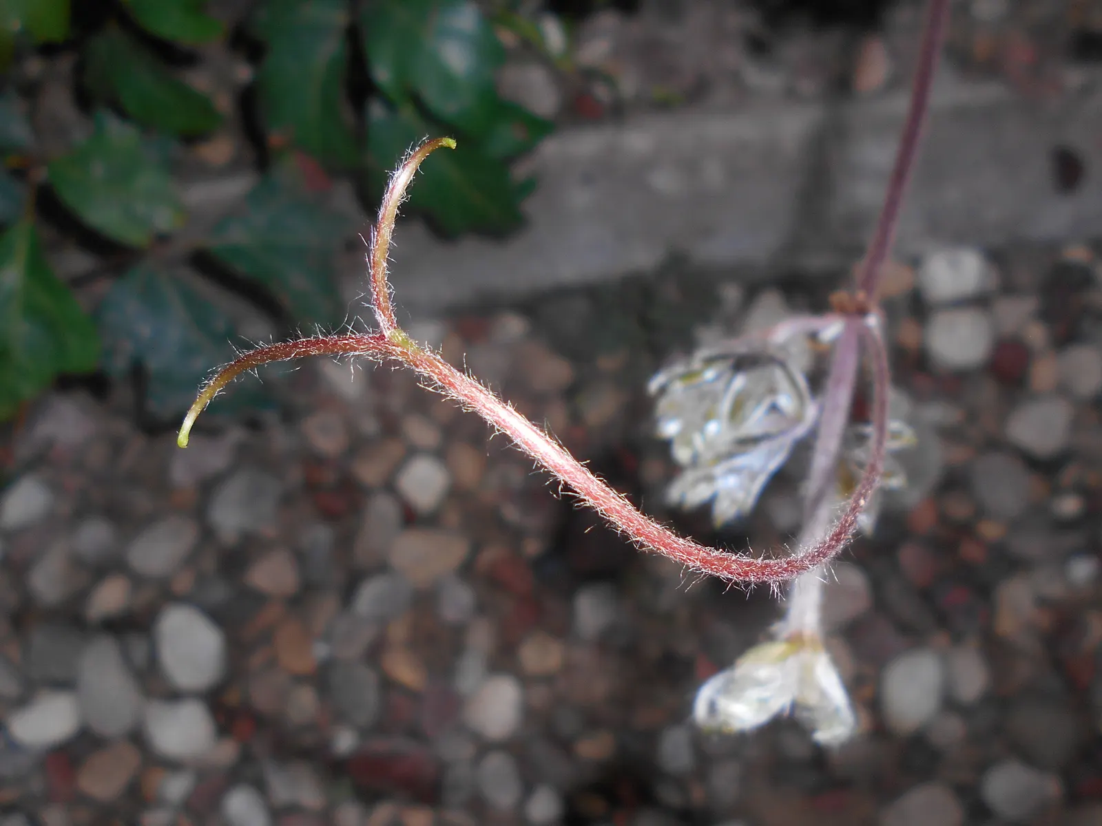 Grape Ivy (Cissus Rhombifolia) — This vine thrives in partial to full shade and prefers well-draining soil