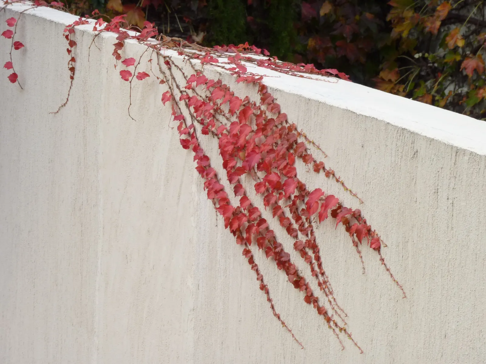 Grape Ivy (Cissus Rhombifolia) — vigorous vine that boasts deep green; aim for a consistent schedule that allows the top inch of soil to dry out between