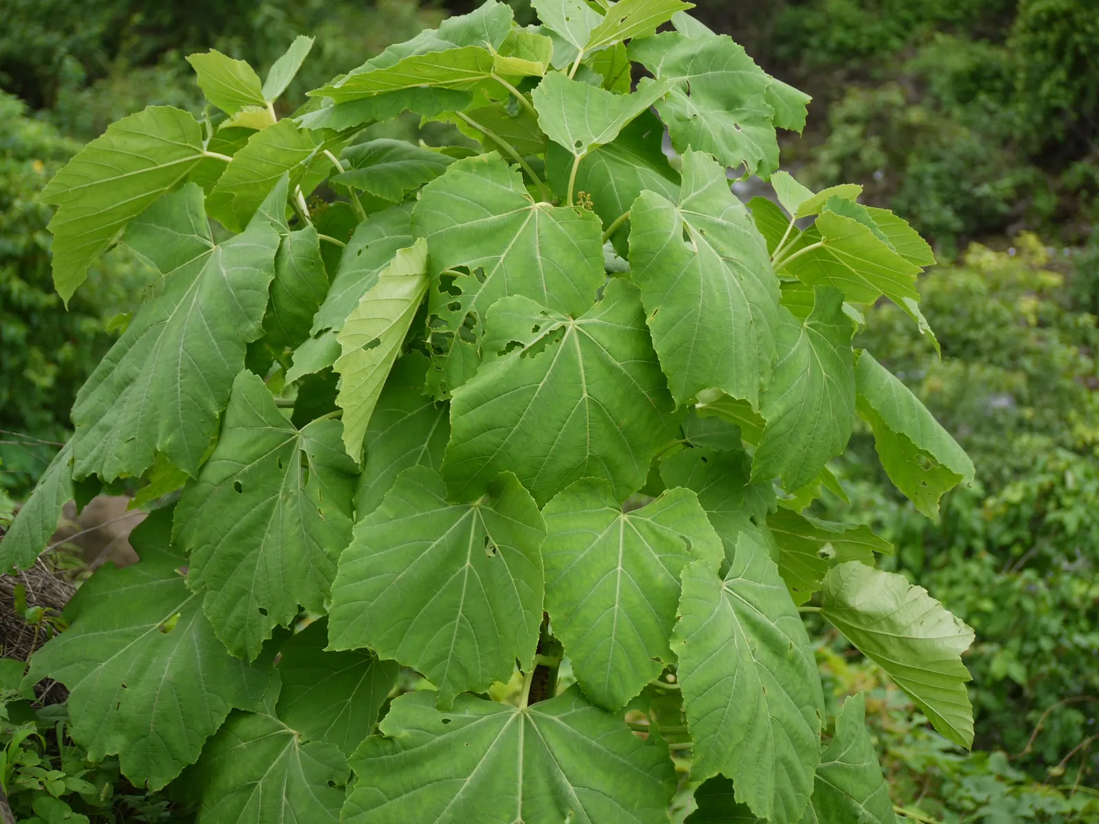 Grape Ivy (Cissus Rhombifolia) — Cissus rhombifolia is also known for its air-purifying qualities; typically once a week depending on environmental