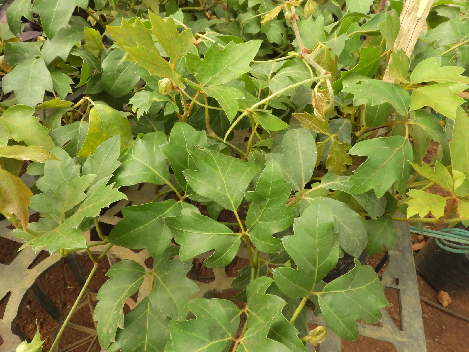 Grape Ivy (Cissus Rhombifolia) — vine for full or half or shade