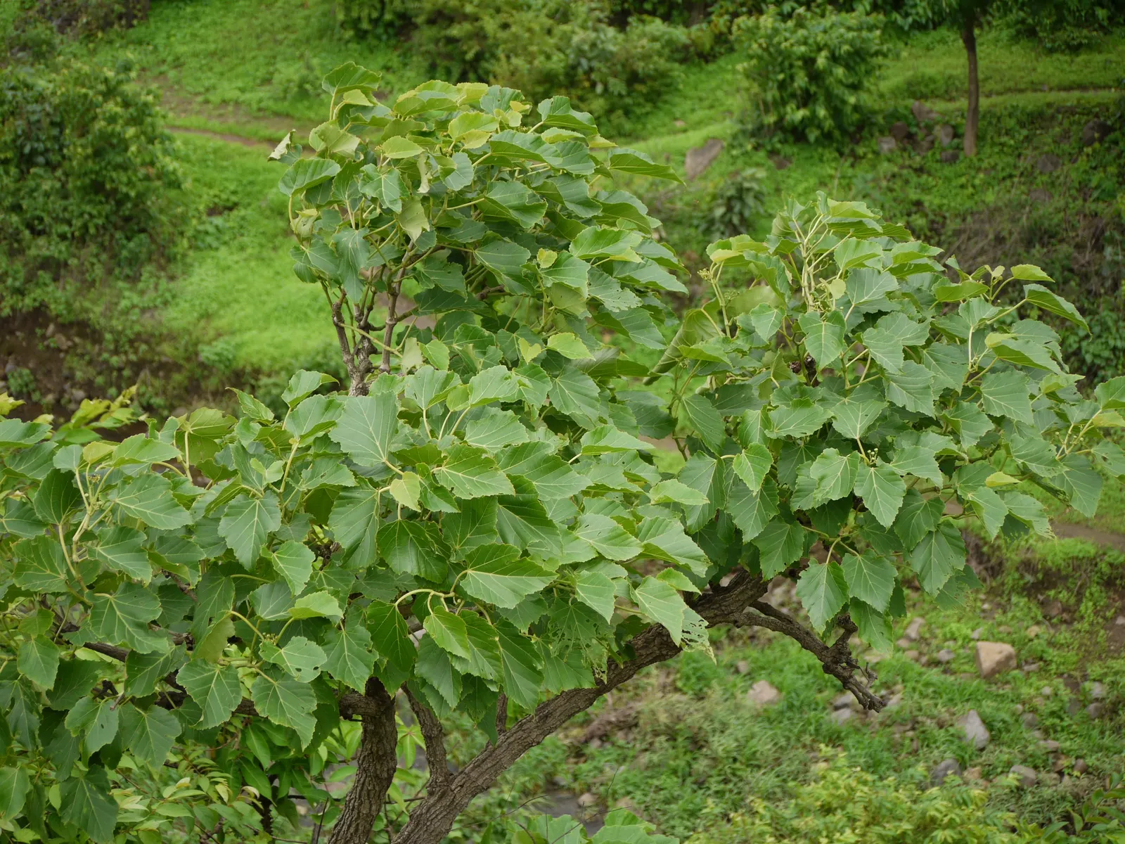 Grape Ivy (Cissus Rhombifolia) — resembling the shape of a grape leaf; glossy leaves with a distinctive