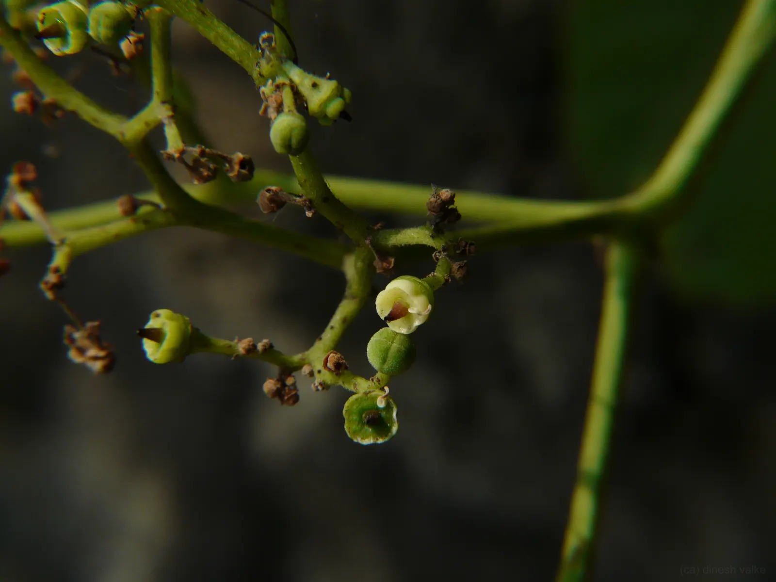 Grape Ivy (Cissus Rhombifolia) — Native to subtropical regions