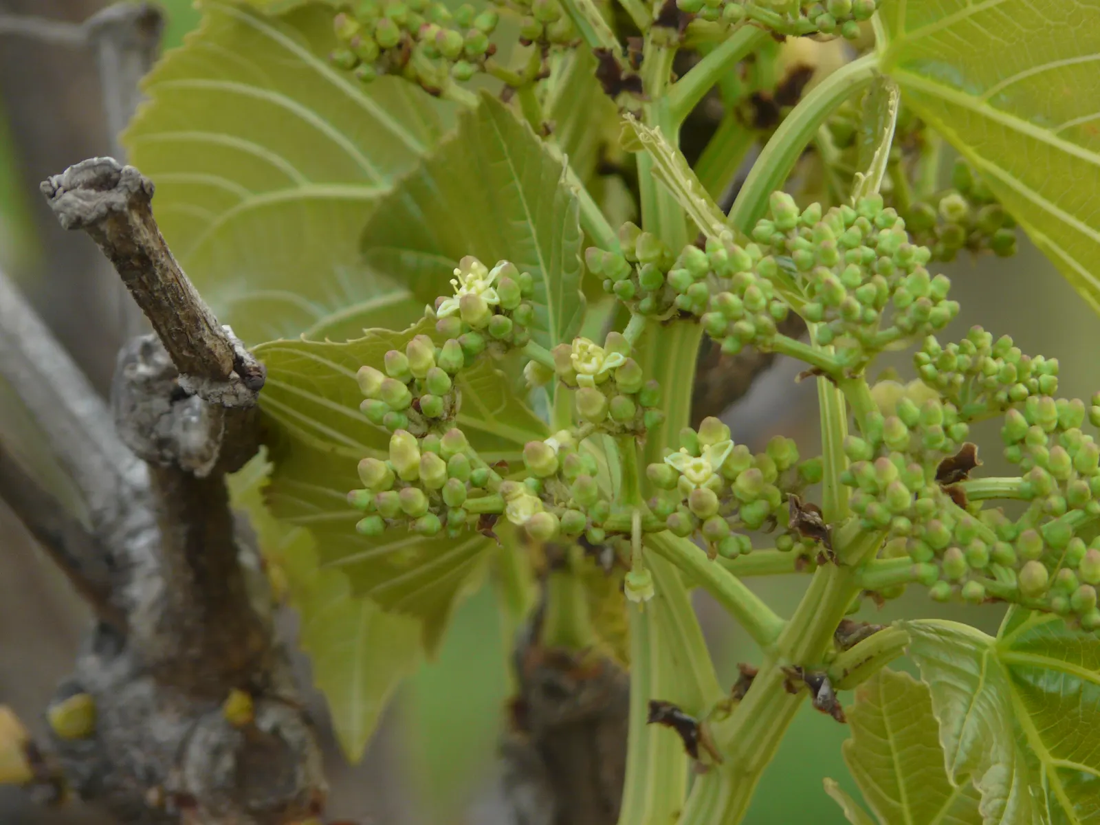 Grape Ivy (Cissus Rhombifolia) — Minimal maintenance required; prune as needed for shape; uSDA Zones 9-11 favor this ornamental, which adds lush, cascading