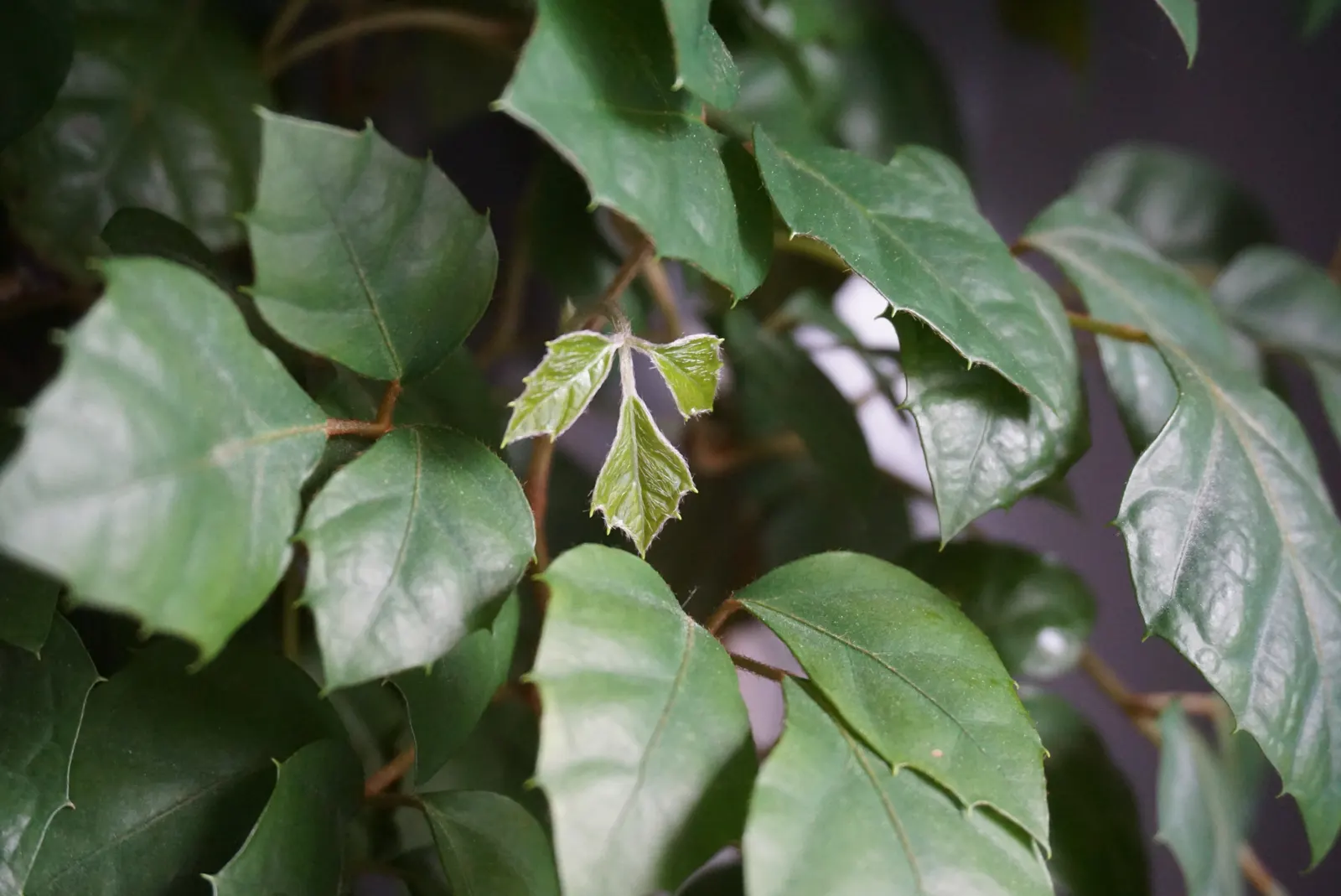 Grape Ivy (Cissus Rhombifolia) — reaching heights of up to 10 feet when conditions are optimal; it requires minimal maintenance, with pruning only necessary to