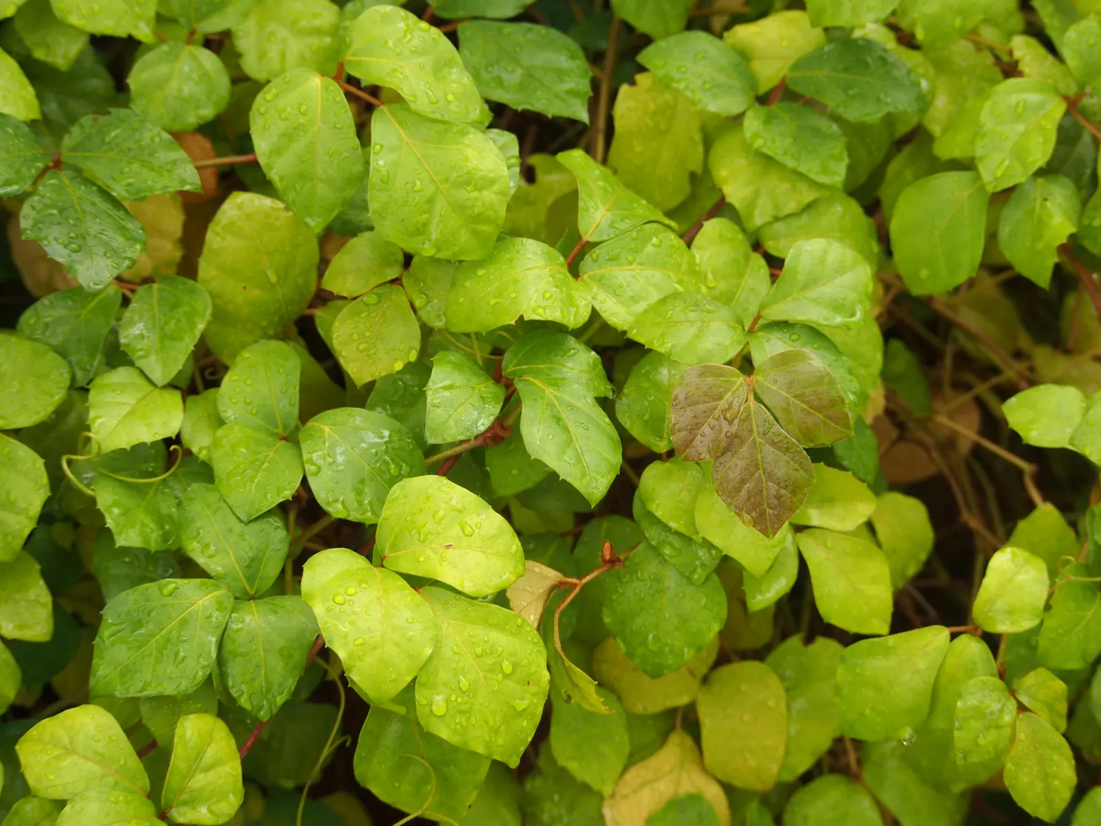 Grape Ivy (Cissus Rhombifolia) — vigorous vine that boasts deep green