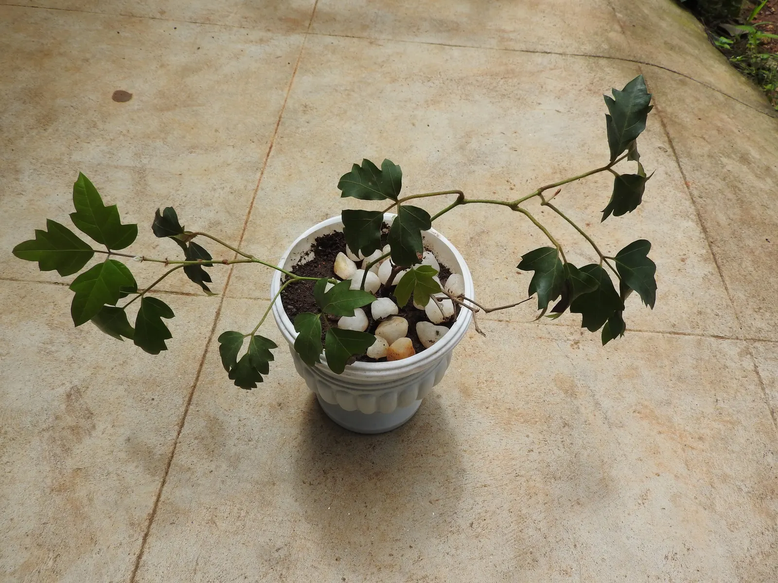 Grape Ivy (Cissus Rhombifolia) — Cissus rhombifolia serves as an excellent groundcover or climbing plant; native to subtropical regions