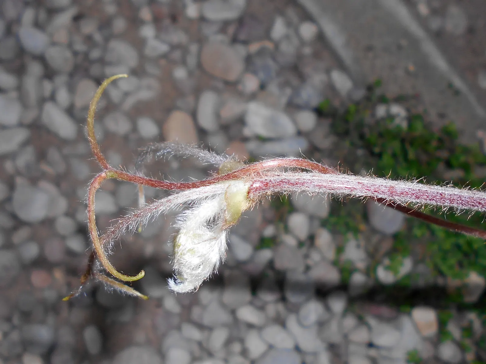 Grape Ivy (Cissus Rhombifolia) — It requires minimal maintenance, with pruning only necessary to control its size and shape; resembling the shape of a grape