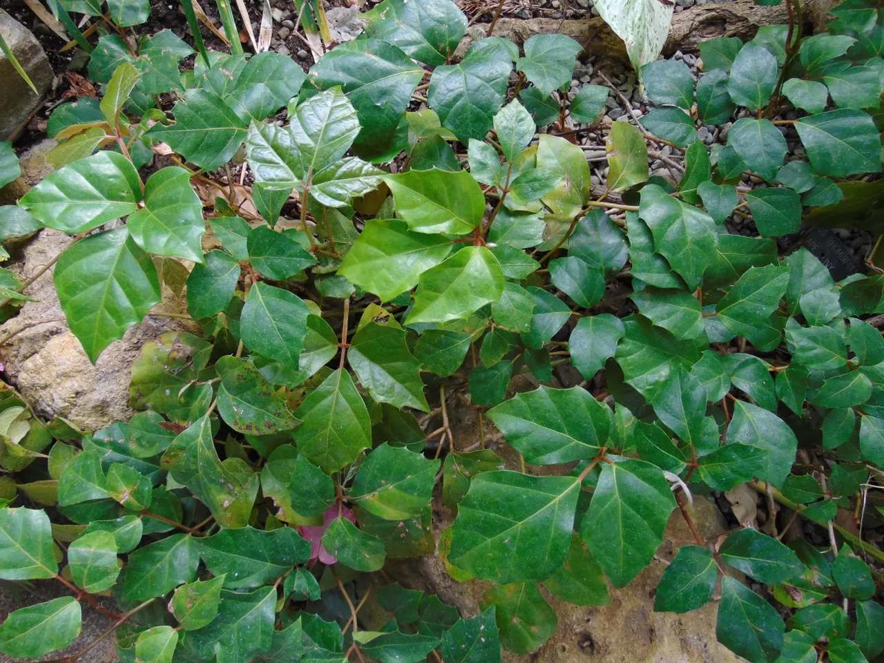 Grape Ivy (Cissus Rhombifolia) — making it a dual-purpose addition to the discerning gardener's palette