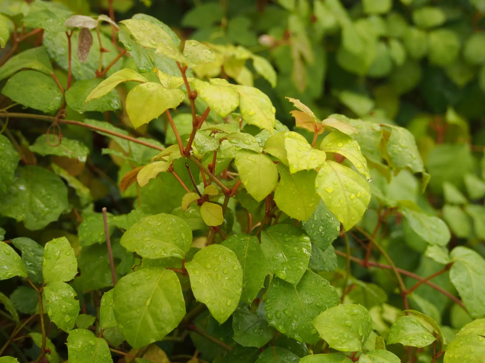 Grape Ivy (Cissus Rhombifolia) — Mature plants can stretch up to 10 feet long and are superb for trellises or hanging baskets
