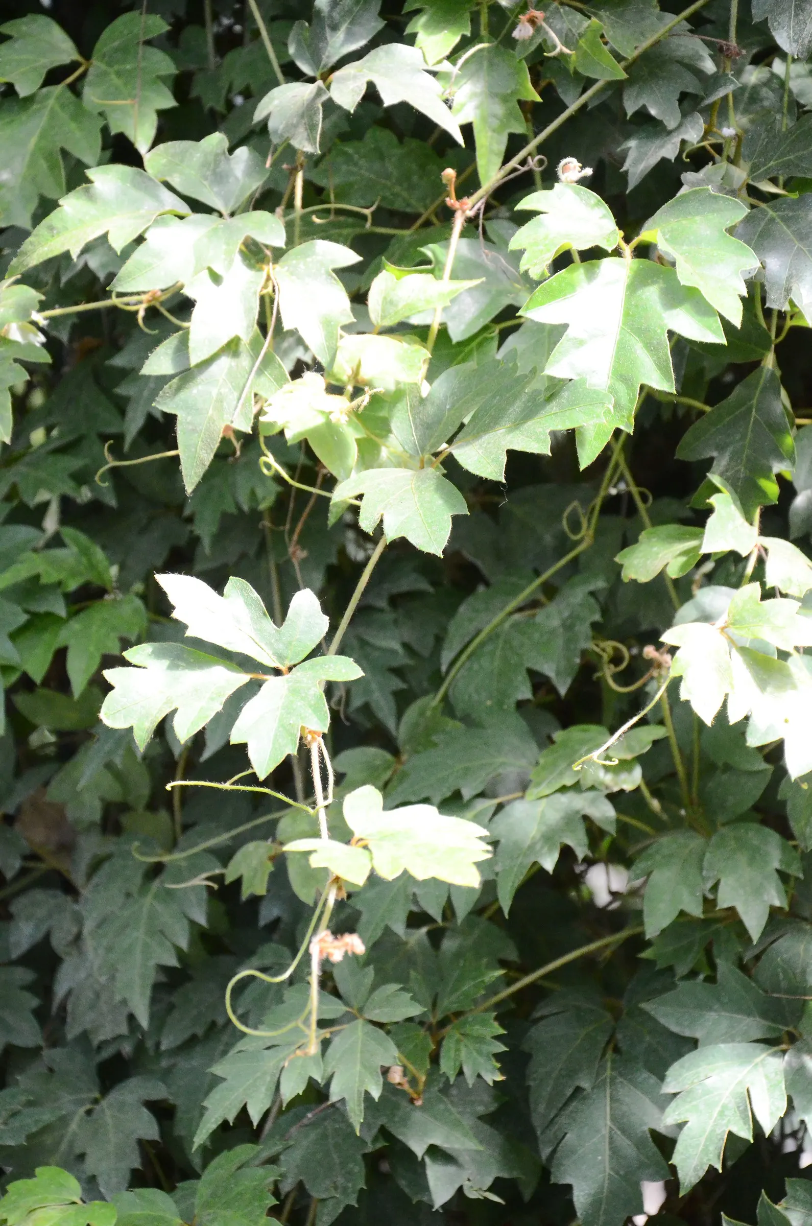 Grape Ivy (Cissus Rhombifolia) — due to its cascading growth habit.<br><br>For successful integration into a garden design