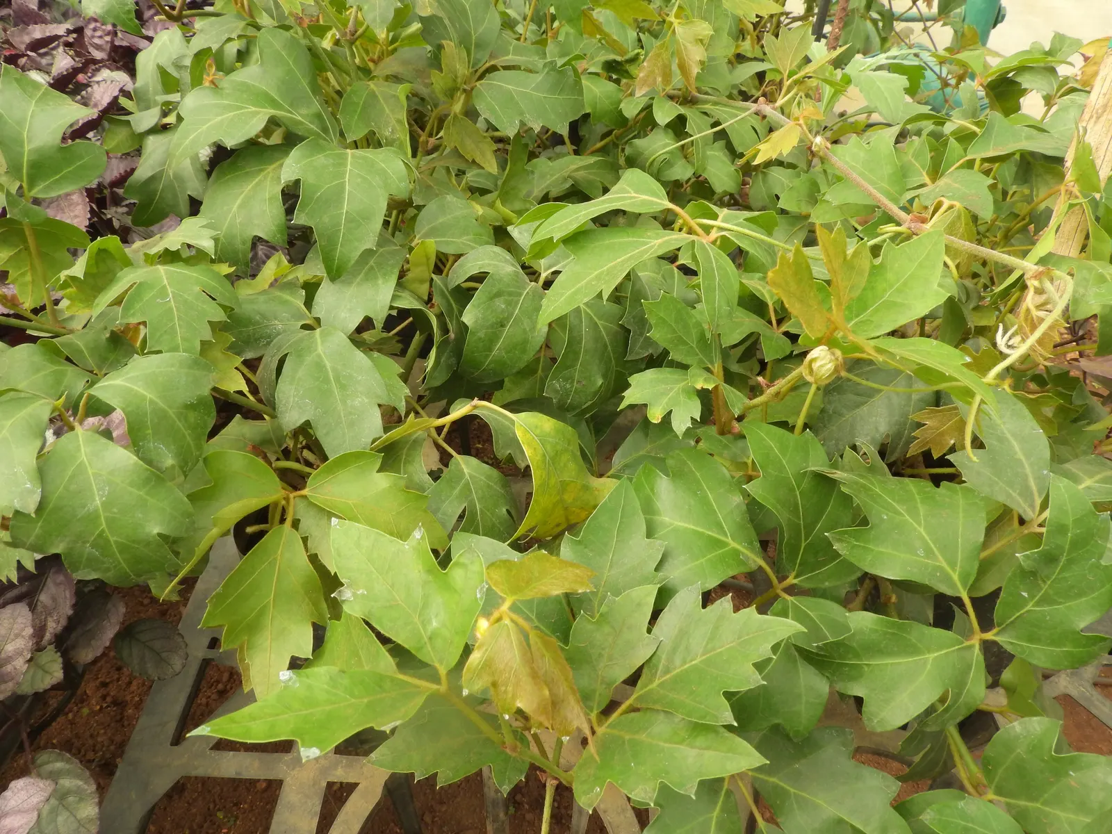 Grape Ivy (Cissus Rhombifolia) — USDA Zones 9-11 favor this ornamental, which adds lush, cascading greenery to any landscape design; cissus rhombifolia serves