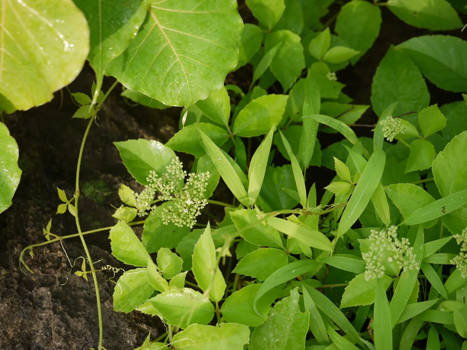 Grape Ivy (Cissus Rhombifolia) — glossy leaves with a distinctive