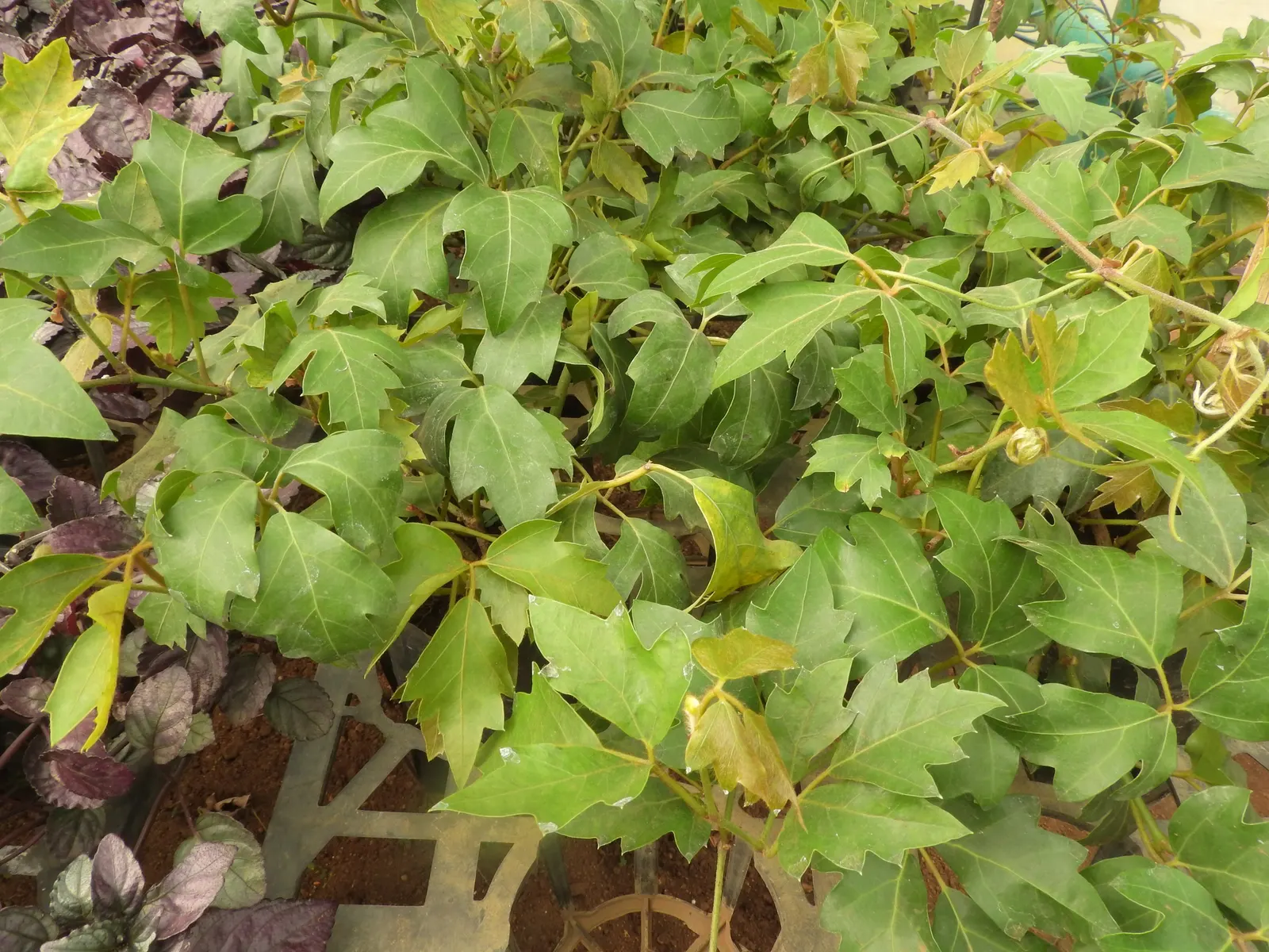 Grape Ivy (Cissus Rhombifolia) — Minimal maintenance required; prune as needed for shape