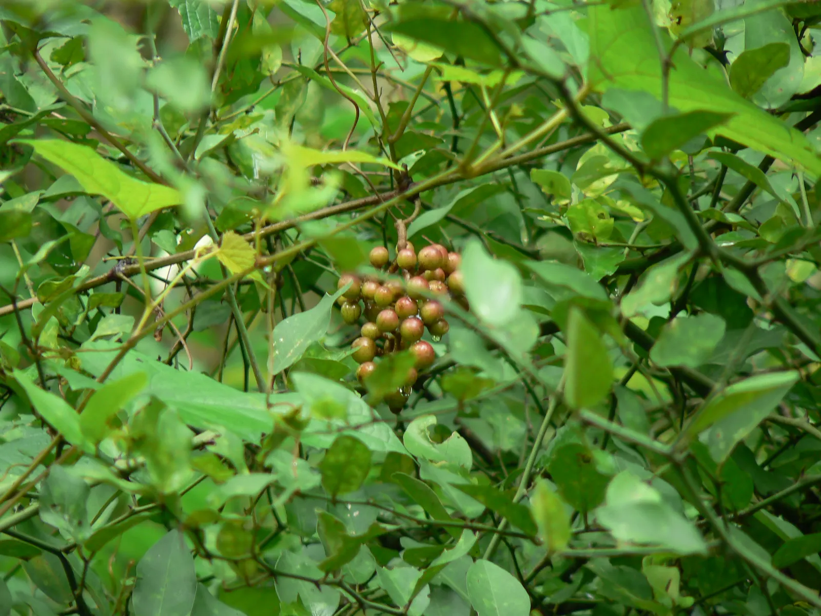 Grape Ivy (Cissus Rhombifolia) — it is a popular choice for hanging baskets or as a table plant; minimal maintenance required; prune as needed for shape